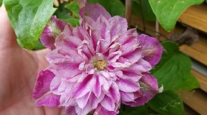 Clematis "My darling"