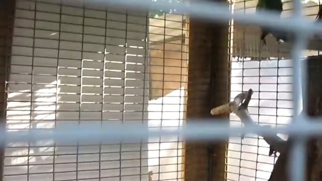 Wowa Video. Неразлучники и воробьиные попугаи смотреть онлайн