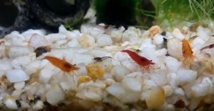 Креветки аквариумные неокаридины и каридины.