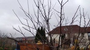 Обрезка и обработка плодовых деревьев осенью
