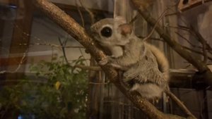 ДОМАШНЯЯ БЕЛКА ЛЕТЯГА - flying squirrel - momonga