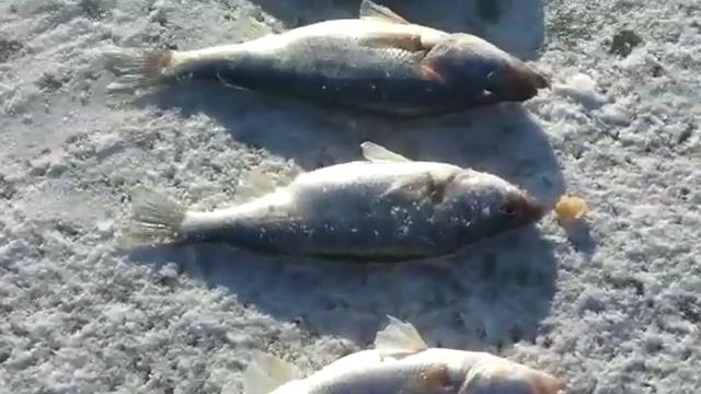 Зимняя рыбалка.Что делать на Алаколе зимой смотреть онлайн