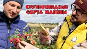 Эти сорта малины вас точно удивят! ??