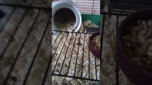 как найти хомяка если он сбежал