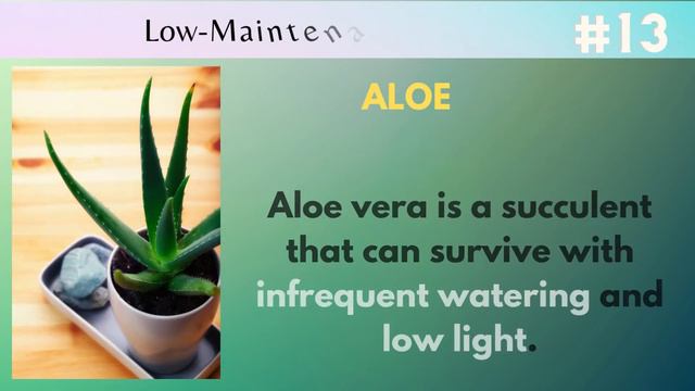 26 Best Low-Maintenance Office Plants | Indoor Plants Low Light | Plants For The Office