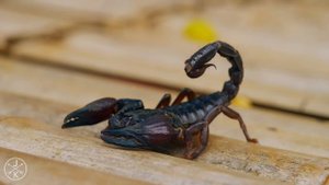 WILDLIFE IN 4K (ULTRA HD) 60fps