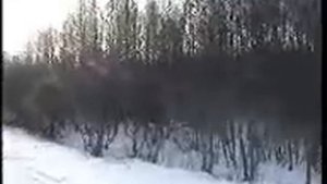 охота на дикого секача в загоне