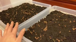 Семена туи через 2 недели после посева | Размножение туи дома