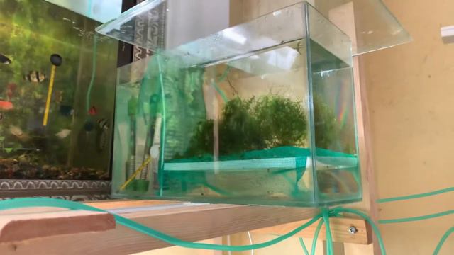 Ого!! Барбусы отнерестились два раза подряд ! смотреть онлайн