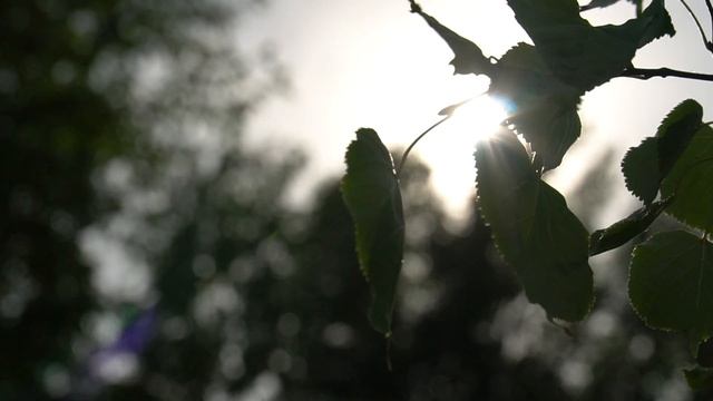 Солнечный летний день. Солнечные лучи светят сквозь качающуюся на ветру ветку берёзы смотреть онлайн