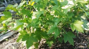 Удобрения Для Смородины Подкормка Смородины Весной Народные способы Обработка Смородины