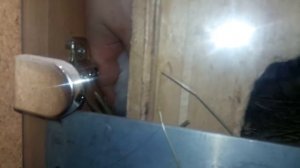 Как Различать Пол Шиншиллят! Опредение пола у новорожденых Шиншиллят!