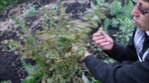 Крыжовник, часть 1