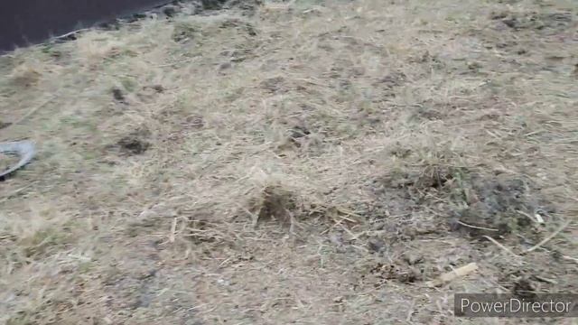 пополнение перед Пасхой. щенки тибетского мастифа и козлик ламанча.
