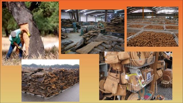 Всё о Пробковом Дереве смотреть онлайн