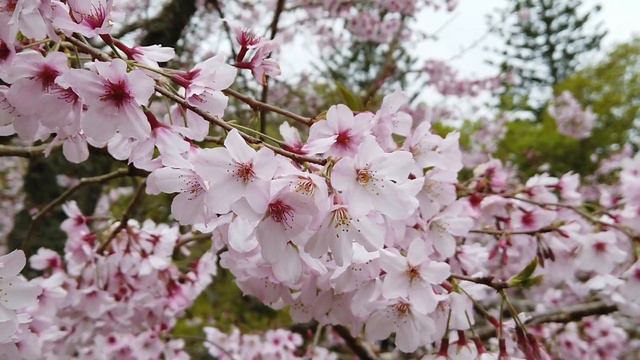 Spring 2019 Cherry Blossoms at Cornwall Park, Auckland, New Zealand смотреть онлайн