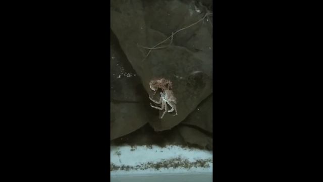 Камчатский краб. смотреть онлайн