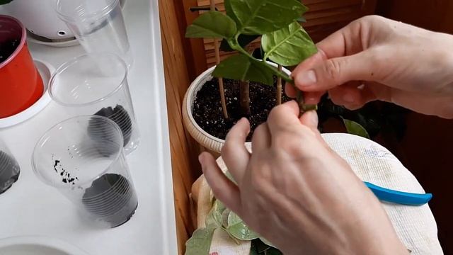 Черенкование цитрусовых