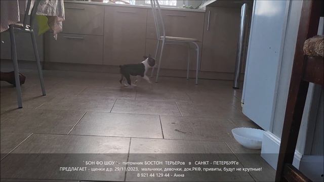 Щенки Бостон терьера, 2023/2024 смотреть онлайн