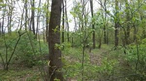 ДВОЙНОЕ СЕРЕБРО И "ЗОЛОТО" ПАРТИИ! ЛЕСНОЙ КОП НА ПОЗИЦИЯХ ВОВ С АКА СИГНУМ! РЕАЛЬНЫЙ ПОИСК МОНЕТ!