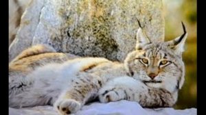 Интересные факты о Красной Книге