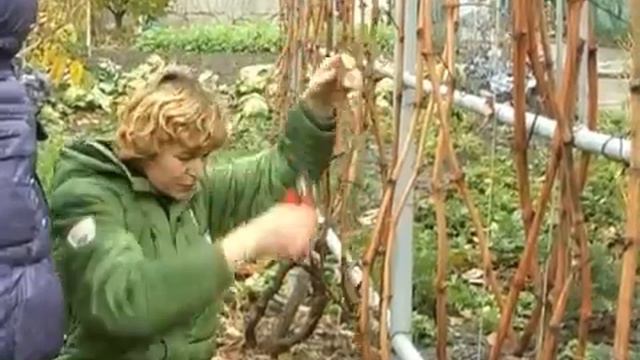 Обрезка винограда 2 3 г смотреть онлайн