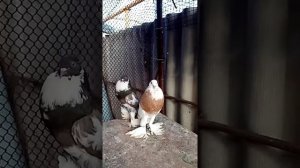 Голуби ?️ Дутыши! ?