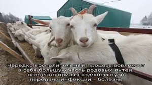 Выделения у козы