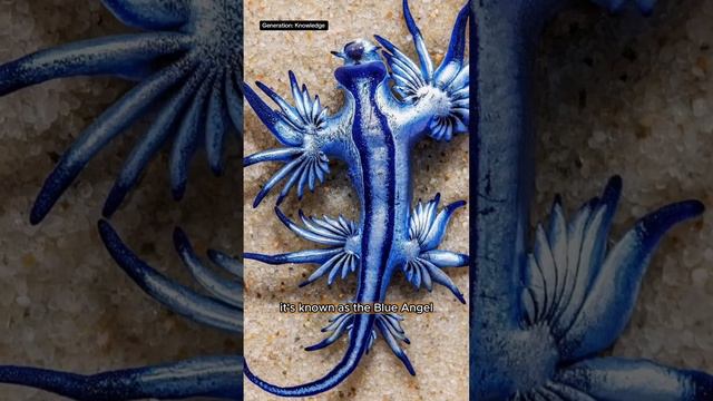 Alien Sea Slug: The Glaucus Atlanticus