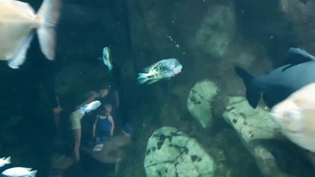 Лазаревское . Океанариум "Тропическая Амазонка" смотреть онлайн