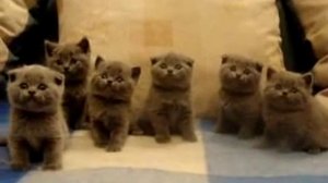 Шотландские вислоухие котята