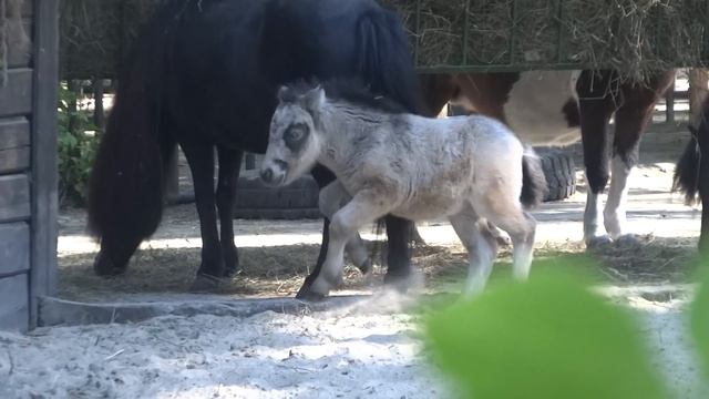 ПОНИ смотреть онлайн