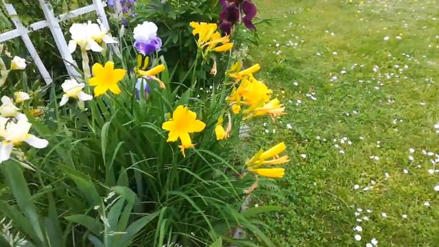 Ирисы в частном саду смотреть онлайн