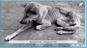 Проект. "Мои домашние питомцы" Окружающий мир 1 класс