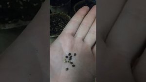 Когда и как я сею люпин
