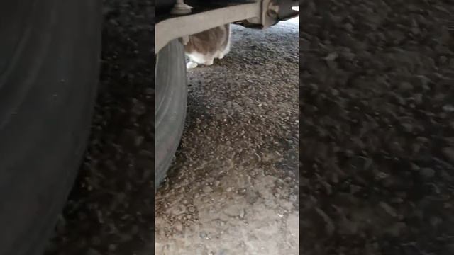 Охотничья кошка 🤣 смотреть онлайн