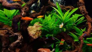 Аквариум  с гуппи, меченосцами и неонами