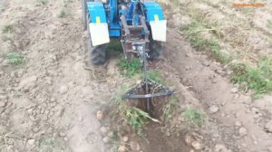 Копаю картофель мотоблоком с передним адаптером. Урожай 2023г.