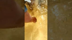Как отличить у щуки самца от самки