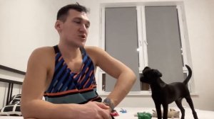 собака пти брабансон самая недооцененная порода