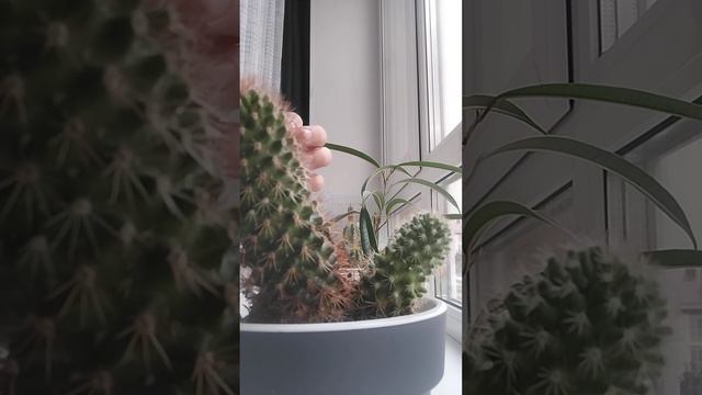 домашние животные растения смотреть онлайн