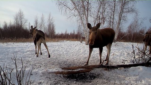 Дикие животные в своей естественной среде обитания.