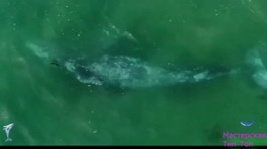 Самый тяжёлый водный динозавр Perucetus colossus TOP №1