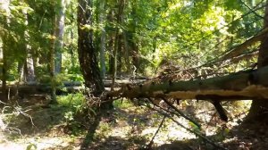 Гуляем в заповеднике. Walk with me in the nature reserve.