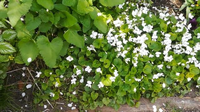 Ленивые планы в моём ленивом саду. смотреть онлайн