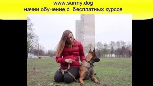 Строгий ошейник для собаки.  Для чего он нужен?