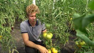 ОТ ЭТИХ ПОМИДОРОВ ВЫ БУДЕТЕ В ВОСТОРГЕ! Супер-урожайные сорта от "Садов России"