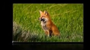 Животный мир Республики Калмыкия