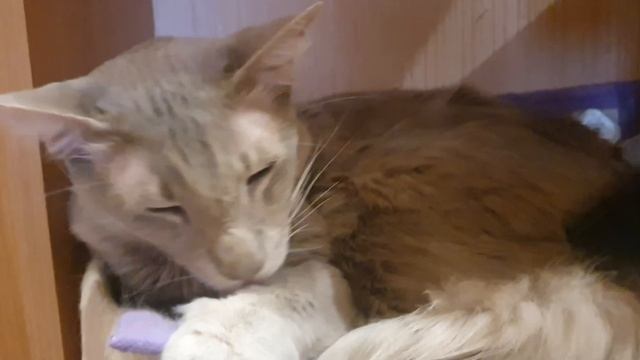 Скромное обаяние раухтопаза смотреть онлайн