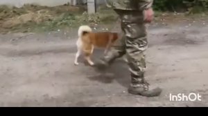 Дрессировка Сиба-ину. 16.05.2019